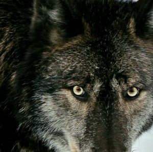 Meet your Posher, Carrie